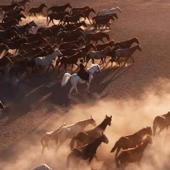 Herd of horses running across a dusty landscape